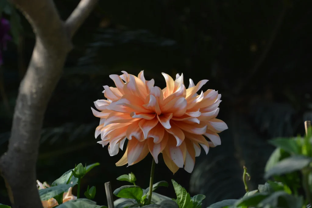 bg image of a flower .