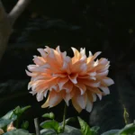 bg image of a flower .